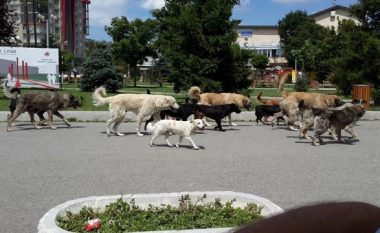 Banorët e shumë qyteteve në Maqedoni ndjehen të rrezikuar nga qentë endacak (Video)