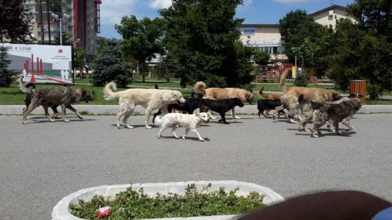OJQ-të në Maqedoni paralajmërojnë për helmim masovik të qenve endacak
