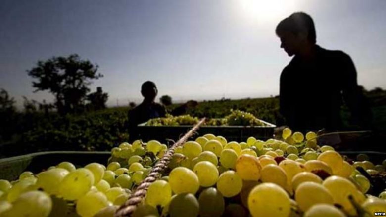 Nikollovski: Janë paguar 104.7 milionë denarë subvencione për rrushin