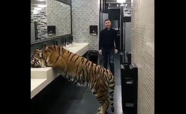 Tigri në një tualet të restorantit, por kjo nuk është e gjithë befasia (Video)