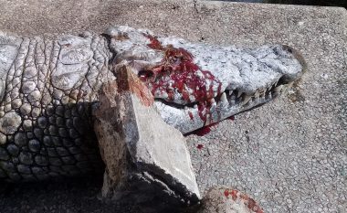 Vizitorët e sulmojnë me gurë, krokodili ngordh nga plagët e marra (Video)