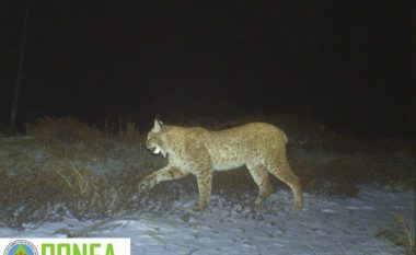 Kamerat në pyjet shqiptare kapin kafshë të rralla (Foto)