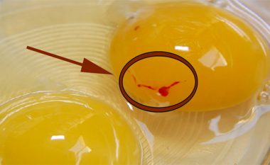 Çfarë është ajo pikla E KUQE në vezë dhe a është E RREZIKSHME për shëndetin