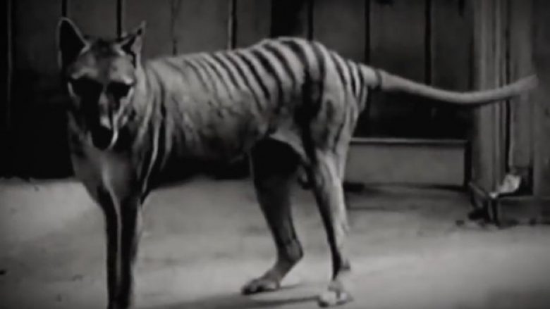 Tetë dekada më parë ishte shpallur specie e zhdukur, shfaqet në Australi tigri i Tazmanisë (Video)