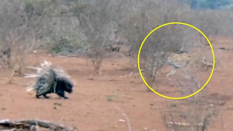 Leopardi tentoi ta sulmojë iriqin, por e pësoi keq (Foto/Video)