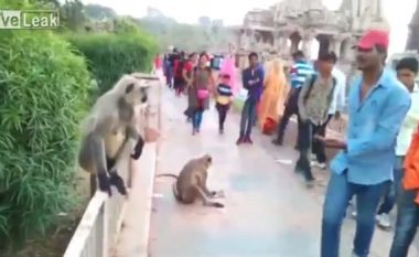 Mashtron majmunin kinse po i ofron ushqim, kur afrohet e godet me gjithë forcën shuplakë (Video)
