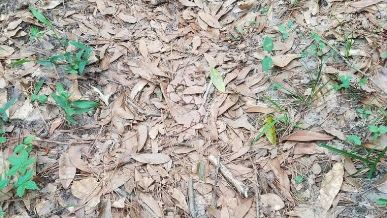 Imazhi që po çmend botën: A mund ta gjeni gjarprin e fshehur në gjethe? (Foto)