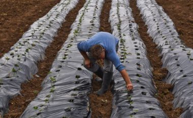 Kosova pa ekonomi të fortë prodhuese