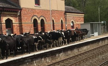 Lopët pushtojnë stacionin e trenit, anulohen udhëtimet e planifikuara (Foto)