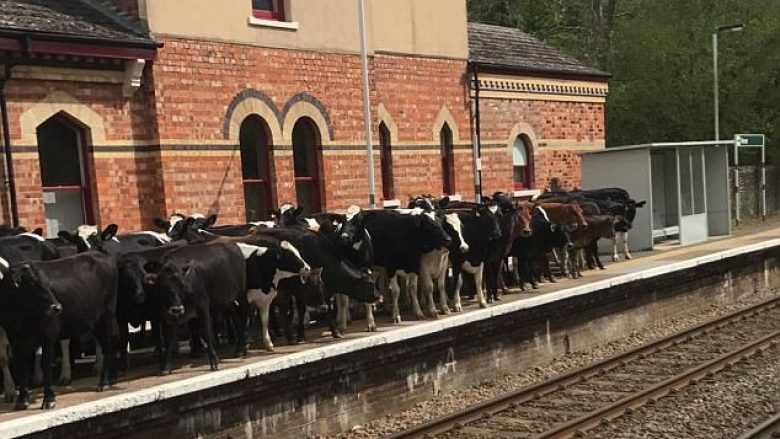 Lopët pushtojnë stacionin e trenit, anulohen udhëtimet e planifikuara (Foto)