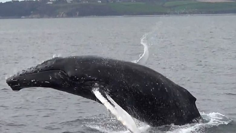 Balena 40 tonësh që u shpëtua nga rrjetat, jep shfaqje në breg të detit (Video)