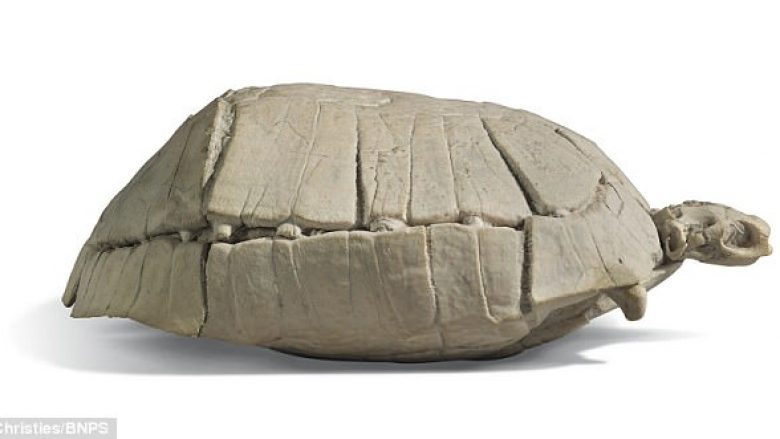 Del në shitje breshka e fosilizuar, që ka jetuar para 33 milionë vitesh (Foto)