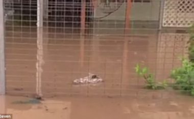 Dyshuan se ujërat e vërshimeve sollën një krokodil, por ishte diçka tjetër (Video)