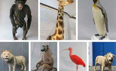Dënim i lehtë për hajnin që vidhte statuja kafshësh (Foto)