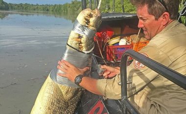 Krokodili gjigant kapet në ujërat ku dalin peshkatarët (Foto)