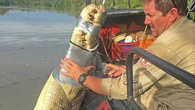 Krokodili gjigant kapet në ujërat ku dalin peshkatarët (Foto)