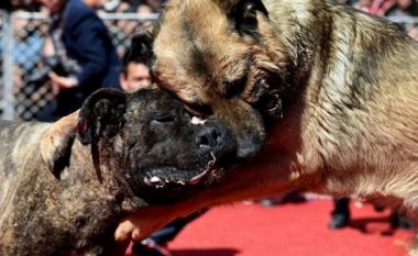 Padi penale për dy persona nga Krusheva për torturim të qenve