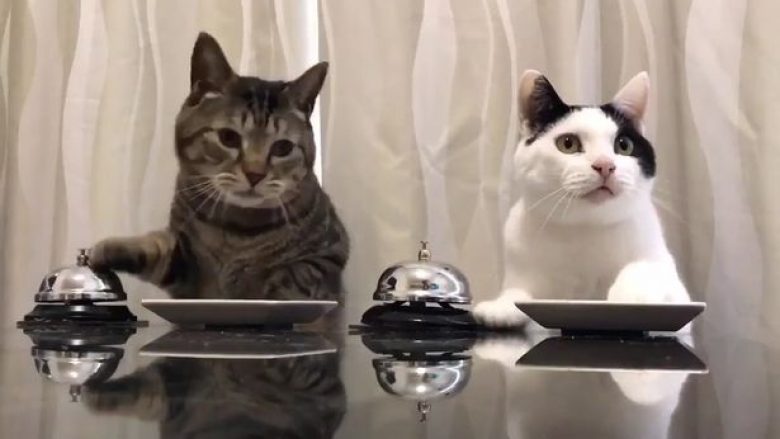 Macet urdhërojnë: I bien ziles për t’ua shërbyer ushqimin! (Video)