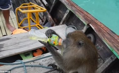 Majmuni kërceu në barkë për të grabitur vodkë nga turistët (Video)