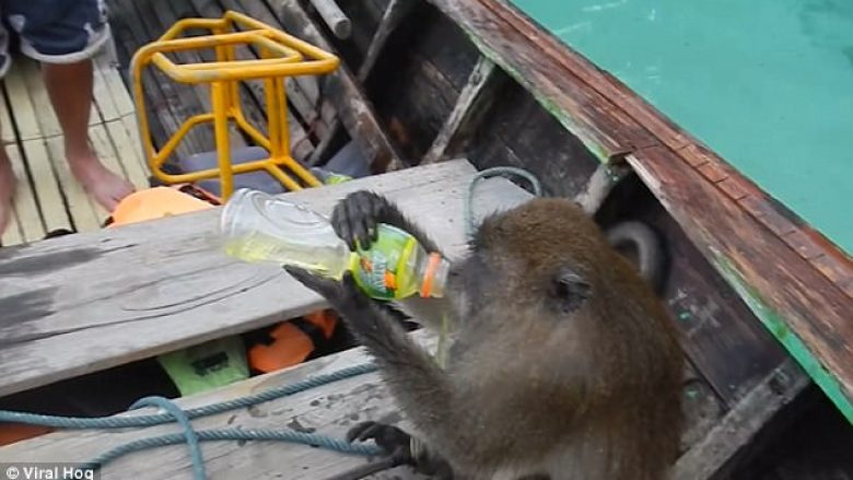 Majmuni kërceu në barkë për të grabitur vodkë nga turistët (Video)