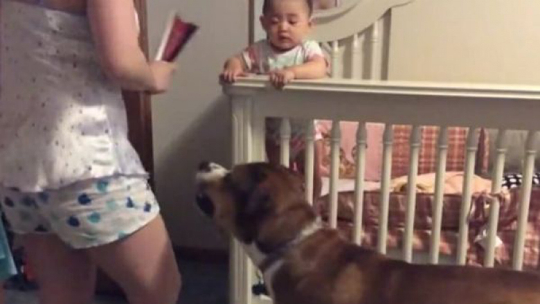Mbrojtësi më i madh: Qeni dado mbron beben nga nëna e hidhëruar (Video)
