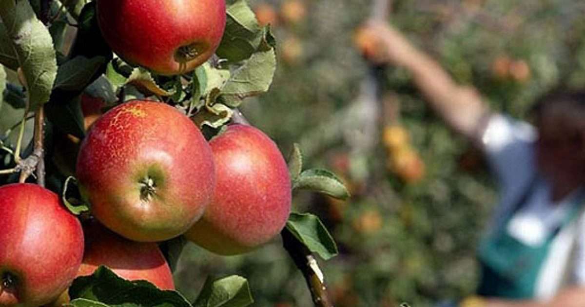 Prespa in crisis for apple pickers - Telegrafi - Telegrafi