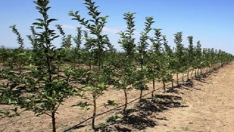 Mbledhje pa pengesa e pemëve në rajonin e Kumanovës