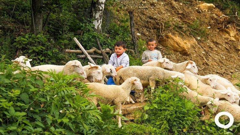 Mishi i qengjit u shit shumë lirë në Maqedoni