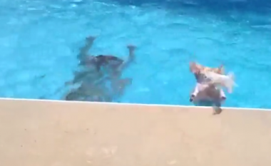 Qeni kërcen për të shpëtuar pronarin, nga frika se po mbytet në ujë (Video)