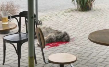 E mbyti me sëpatë qenin në mes të Shkupit se lehte shumë (Video)