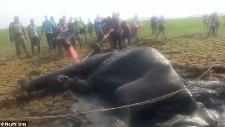 Shpëtohet elefanti që kishte ngecur për 20 orë në kënetë (Video)