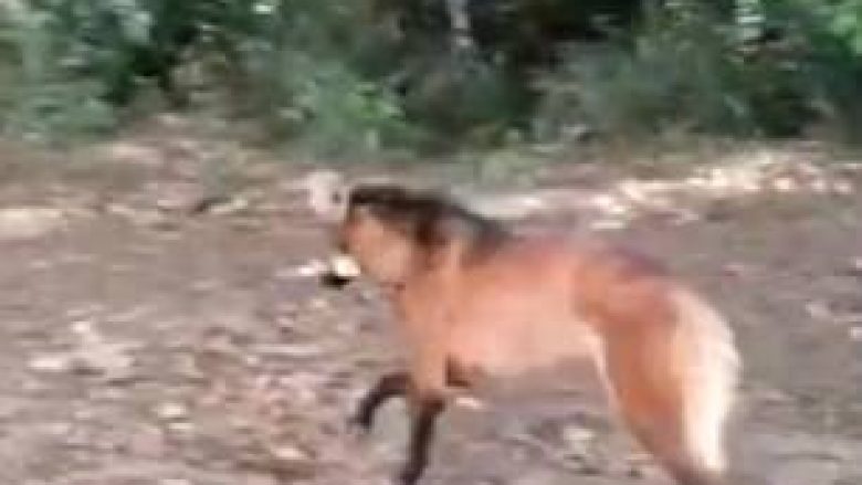 Shoferi e shpëton ujkun i cili ishte shtrirë nga etja (Video)