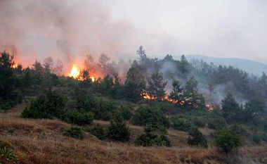 Shpërthen zjarr në pyjet e Kriva Pallankës