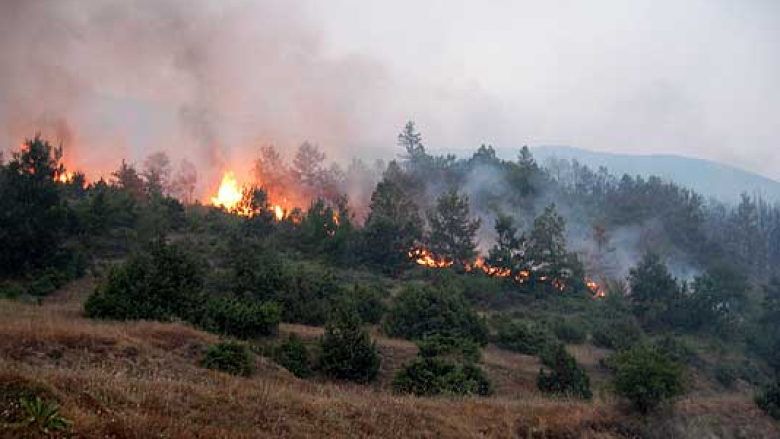 Shpërthen zjarr në pyjet e Kriva Pallankës