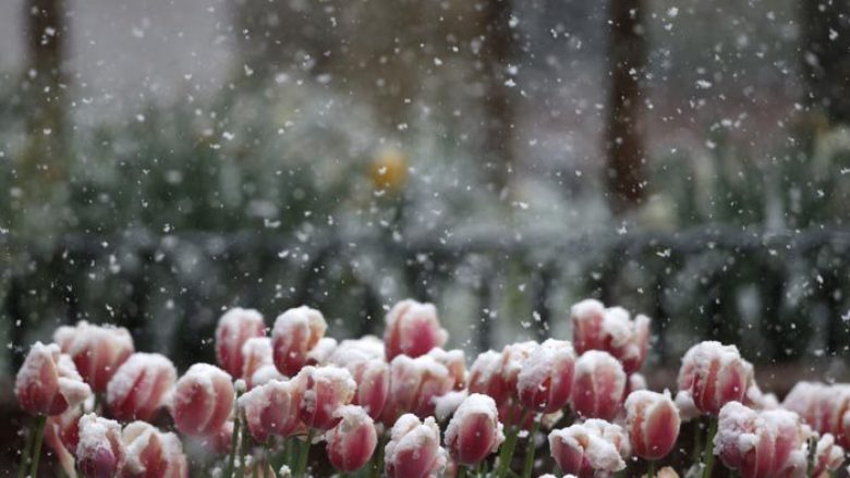 Bora e befasishme e pranverës, çudit edhe këngëtarët kosovarë (Foto)