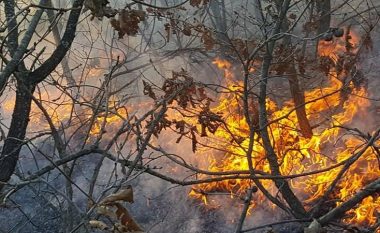 Nisi mbrëmë, zgjati deri sot pasdite, zjarri dogji rreth 15 hektarë me pyje afër Damanekut në Malishevë (Foto)