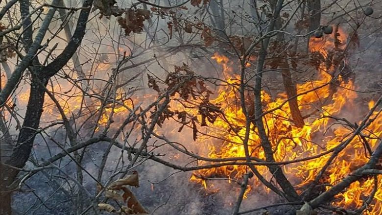 Nisi mbrëmë, zgjati deri sot pasdite, zjarri dogji rreth 15 hektarë me pyje afër Damanekut në Malishevë (Foto)