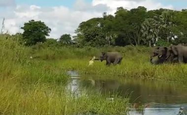 Luftë për jetë a vdekje e elefantit me krokodilin – pamje dramatike të marra nga një varkë aty afër! (Video)
