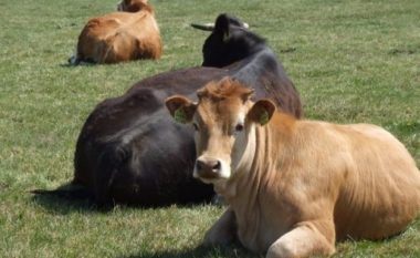 Ishte premtuar, por ende nuk është realizuar – fermerët vazhdojnë të presin kompensimin për ngordhjen e lopëve nga sëmundja gungore