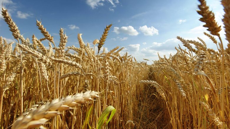 Mungesa e grurit mund të shkaktojë rritjen e çmimit të miellit në Maqedoni