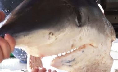 Në Vlorë kapet peshkaqeni i rrezikshëm bishtdrapër (Video)