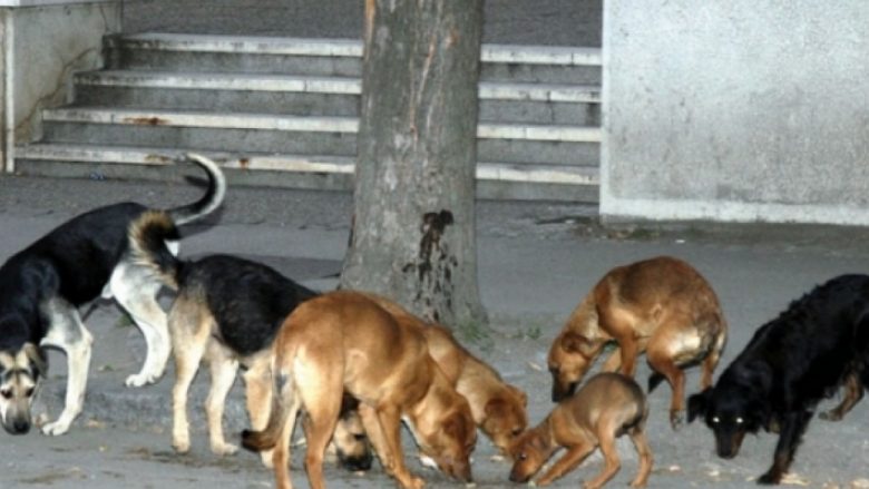 Në Podujevë vriten qentë endacakë (Video)