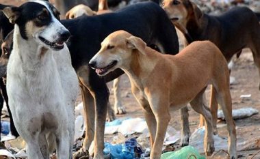 Tetovë, përurohet Qendra për grumbullimin e qenve endacak (Video)
