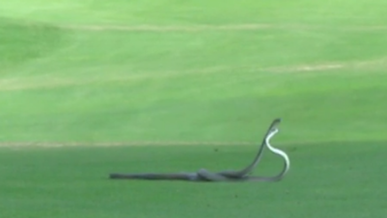 Betejë e ashpër mes gjarpërinjve më vdekjeprurës në botë (Video)