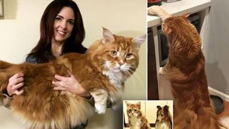 Pronarja e maces 14 kilogramëshe, kontaktohet për rekord Guiness (Foto)