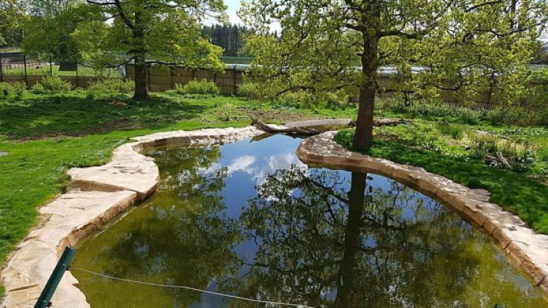 A mund t’i gjeni dy tigrat e fshehur në park? (Foto)