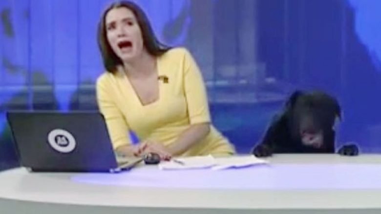 Prezantuesja e lajmeve tmerrohet kur gjatë transmetimit të drejtpërdrejt futet një qen në studio (Video)