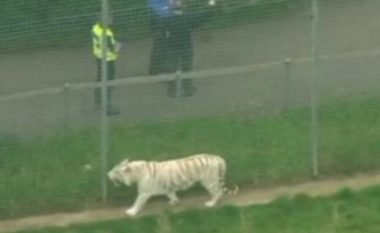 Mjaftoi një moment pakujdesie, që tigri ta mbyt një grua në kopshtin zoologjik (Video, +16)