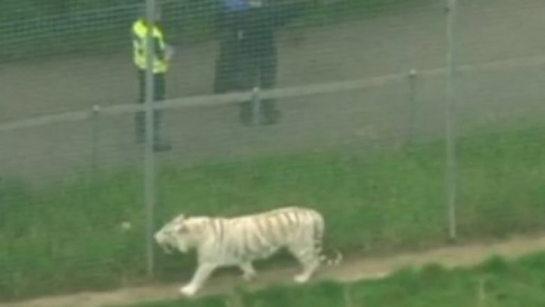 Mjaftoi një moment pakujdesie, që tigri ta mbyt një grua në kopshtin zoologjik (Video, +16)