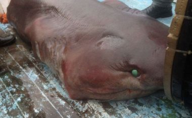 Peshkaqeni i rrallë dhe i rrezikshëm “Bishtdrapër” kapet në Dhërmi (Video)